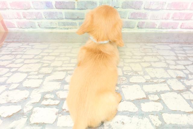 新潟県のカニンヘンダックスフンド(ロング) (Coo&RIKUイオンモール新発田店/2025年11月3日生まれ/男の子/ゴールド)の子犬の4枚目の画像