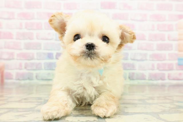 新潟県のチワプー/プーチー(チワワ×プードル) (Coo&RIKUイオンモール新発田店/2025年11月8日生まれ/男の子/クリーム)の子犬の1枚目の画像