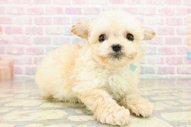 新潟県のチワプー/プーチー(チワワ×プードル) (Coo&RIKUイオンモール新発田店/2025年11月8日生まれ/男の子/クリーム)の子犬の3枚目の画像