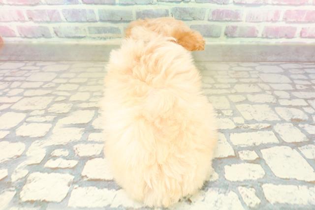 新潟県のチワプー/プーチー(チワワ×プードル) (Coo&RIKUイオンモール新発田店/2025年11月8日生まれ/男の子/クリーム)の子犬の4枚目の画像