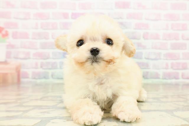 長野県のチワプー/プーチー(チワワ×プードル) (Coo&RIKU長野店/2025年11月8日生まれ/女の子/クリーム)の子犬の1枚目の画像