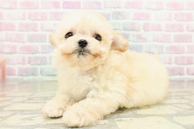 長野県のチワプー/プーチー(チワワ×プードル) (Coo&RIKU長野店/2025年11月8日生まれ/女の子/クリーム)の子犬の2枚目の画像