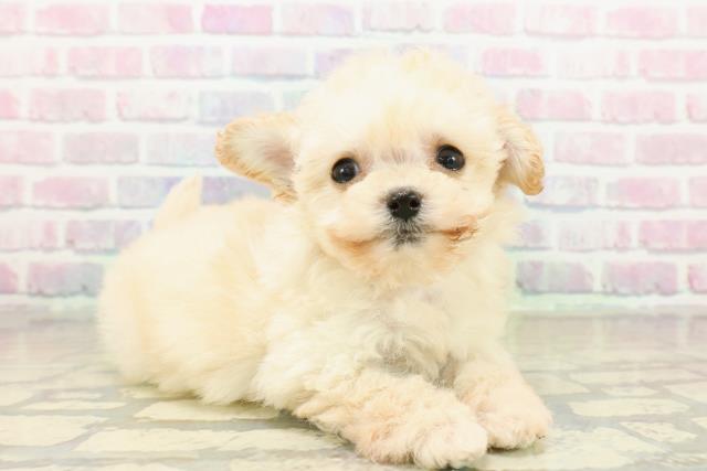 長野県のチワプー/プーチー(チワワ×プードル) (Coo&RIKU長野店/2025年11月8日生まれ/女の子/クリーム)の子犬の3枚目の画像