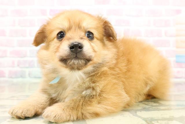 新潟県のポメックス(ポメラニアン×ダックス) (Coo&RIKU長岡店/2025年11月11日生まれ/男の子/オレンジ)の子犬の2枚目の画像