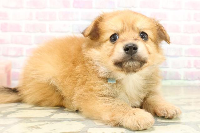 新潟県のポメックス(ポメラニアン×ダックス) (Coo&RIKU長岡店/2025年11月11日生まれ/男の子/オレンジ)の子犬の3枚目の画像