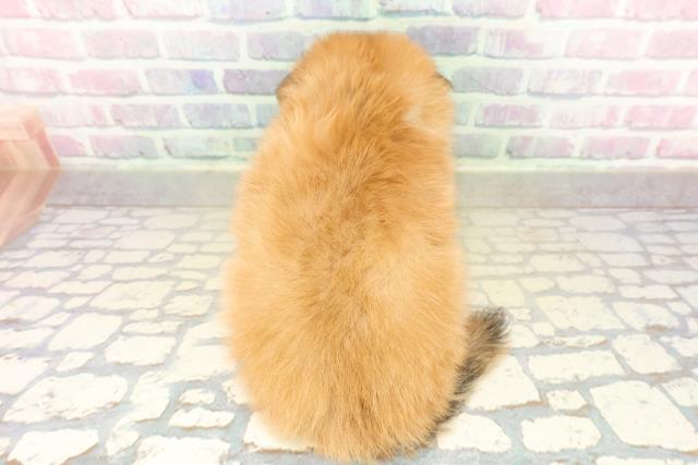 新潟県のポメックス(ポメラニアン×ダックス) (Coo&RIKU長岡店/2025年11月11日生まれ/男の子/オレンジ)の子犬の4枚目の画像