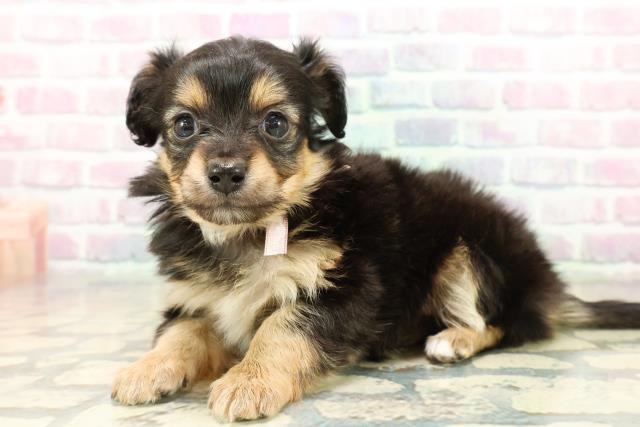 山形県のポメックス(ポメラニアン×ダックス) (Coo&RIKU山形店/2025年11月11日生まれ/女の子/ブラックタン)の子犬の2枚目の画像