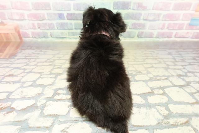 山形県のポメックス(ポメラニアン×ダックス) (Coo&RIKU山形店/2025年11月11日生まれ/女の子/ブラックタン)の子犬の4枚目の画像