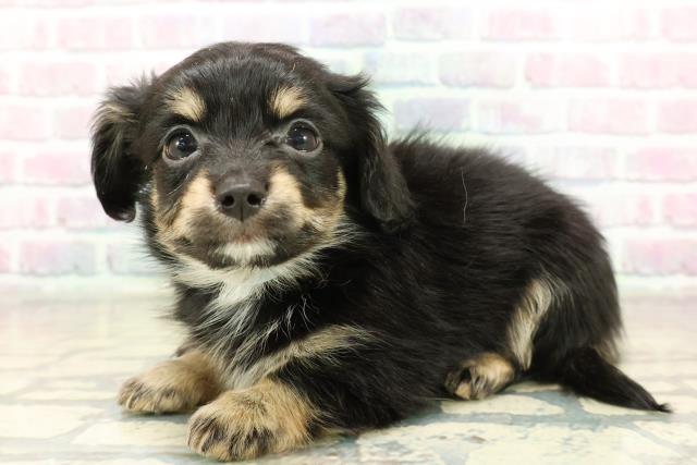 新潟県のチワックス(チワワ×ダックス) (Coo&RIKU上越店/2025年11月10日生まれ/男の子/ブラックタン)の子犬の2枚目の画像