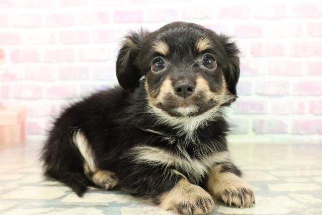 新潟県のチワックス(チワワ×ダックス) (Coo&RIKU上越店/2025年11月10日生まれ/男の子/ブラックタン)の子犬の3枚目の画像