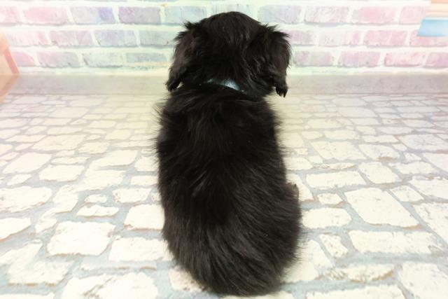 新潟県のチワックス(チワワ×ダックス) (Coo&RIKU上越店/2025年11月10日生まれ/男の子/ブラックタン)の子犬の4枚目の画像