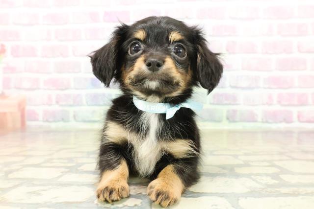 富山県のチワックス(チワワ×ダックス) (Coo&RIKU富山店/2025年11月10日生まれ/男の子/ブラックタン)の子犬の1枚目の画像