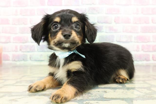 富山県のチワックス(チワワ×ダックス) (Coo&RIKU富山店/2025年11月10日生まれ/男の子/ブラックタン)の子犬の2枚目の画像