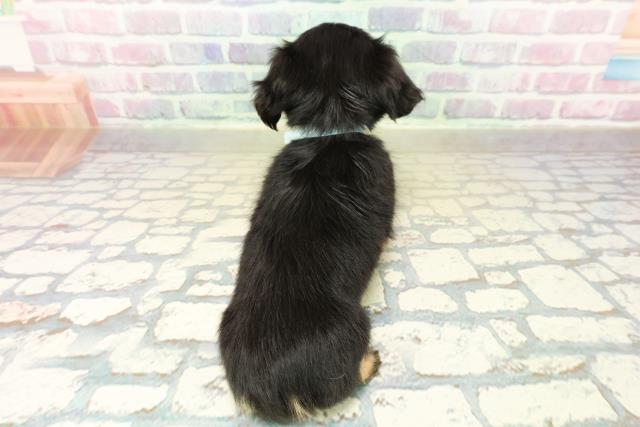 富山県のチワックス(チワワ×ダックス) (Coo&RIKU富山店/2025年11月10日生まれ/男の子/ブラックタン)の子犬の4枚目の画像