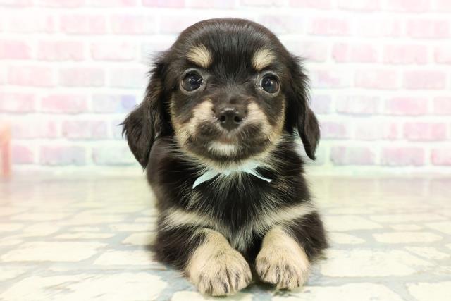 千葉県のチワックス(チワワ×ダックス) (Coo&RIKUコメリパワー旭店/2025年11月10日生まれ/男の子/ブラックタン)の子犬の1枚目の画像