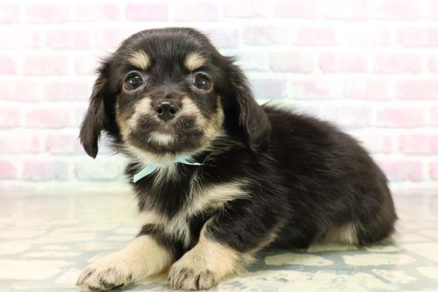 千葉県のチワックス(チワワ×ダックス) (Coo&RIKUコメリパワー旭店/2025年11月10日生まれ/男の子/ブラックタン)の子犬の2枚目の画像