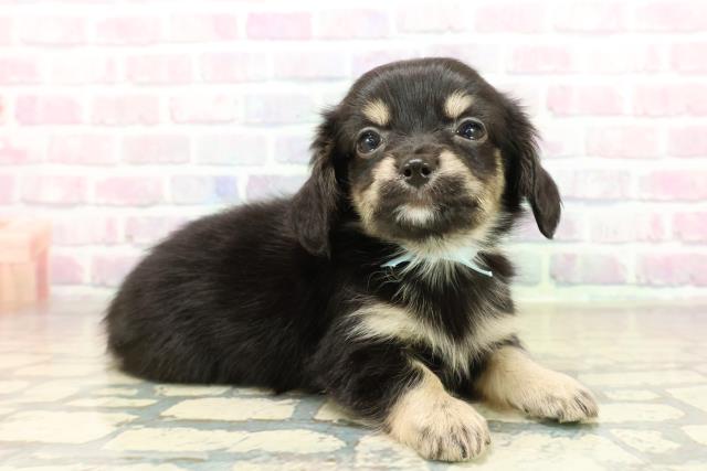 千葉県のチワックス(チワワ×ダックス) (Coo&RIKUコメリパワー旭店/2025年11月10日生まれ/男の子/ブラックタン)の子犬の3枚目の画像