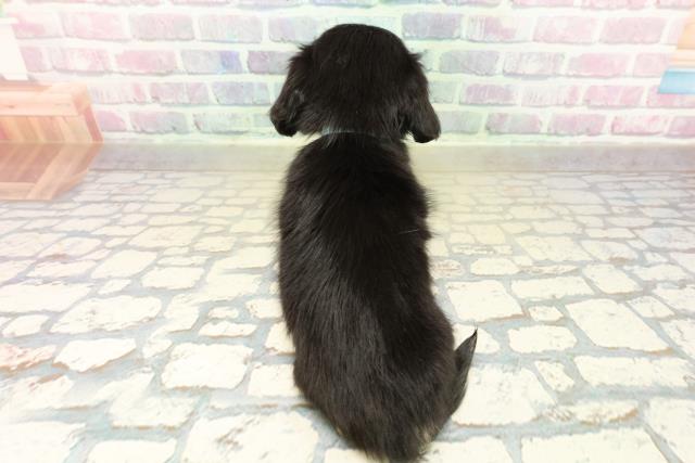 千葉県のチワックス(チワワ×ダックス) (Coo&RIKUコメリパワー旭店/2025年11月10日生まれ/男の子/ブラックタン)の子犬の4枚目の画像