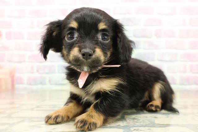 石川県のチワックス(チワワ×ダックス) (Coo&RIKUイオン野々市南店/2025年11月10日生まれ/女の子/ブラックタン)の子犬の2枚目の画像