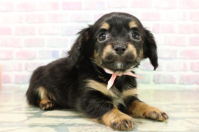 石川県のチワックス(チワワ×ダックス) (Coo&RIKUイオン野々市南店/2025年11月10日生まれ/女の子/ブラックタン)の子犬の3枚目の画像