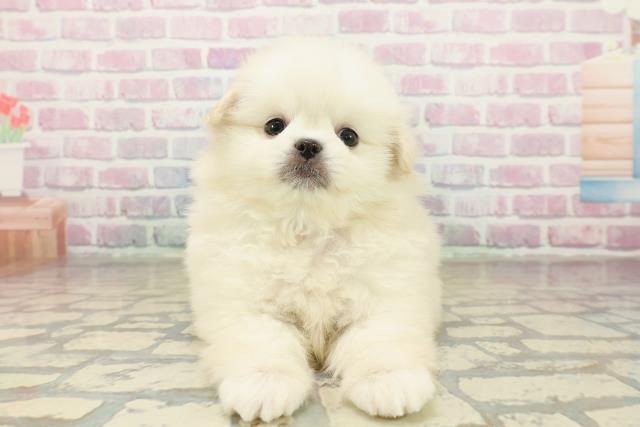 千葉県のペキポメ/ポメペキ(ペキニーズ×ポメラニアン) (Coo&RIKU東金店/2025年11月6日生まれ/男の子/クリーム)の子犬の1枚目の画像