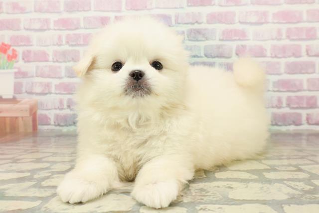 千葉県のペキポメ/ポメペキ(ペキニーズ×ポメラニアン) (Coo&RIKU東金店/2025年11月6日生まれ/男の子/クリーム)の子犬の2枚目の画像