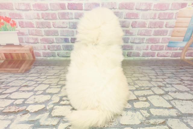 千葉県のペキポメ/ポメペキ(ペキニーズ×ポメラニアン) (Coo&RIKU東金店/2025年11月6日生まれ/男の子/クリーム)の子犬の4枚目の画像