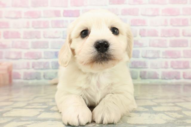 東京都のマルックス(マルチーズ×ダックス) (Coo&RIKU三軒茶屋店/2025年11月10日生まれ/男の子/クリーム)の子犬