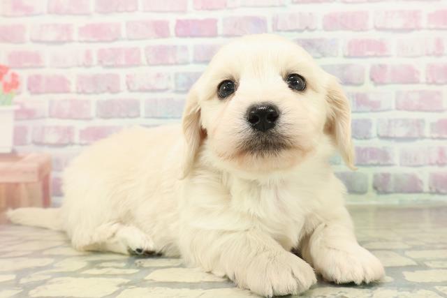 東京都のマルックス(マルチーズ×ダックス) (Coo&RIKU三軒茶屋店/2025年11月10日生まれ/男の子/クリーム)の子犬の3枚目の画像