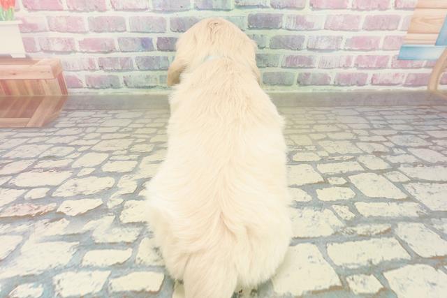 東京都のマルックス(マルチーズ×ダックス) (Coo&RIKU三軒茶屋店/2025年11月10日生まれ/男の子/クリーム)の子犬の4枚目の画像