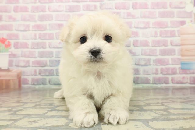 東京都のビションプー(ビションフリーゼ×プードル) (Coo&RIKU三軒茶屋店/2025年11月9日生まれ/男の子/クリーム)の子犬の1枚目の画像