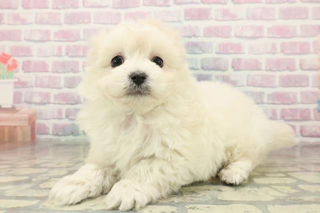 東京都のビションプー(ビションフリーゼ×プードル) (Coo&RIKU三軒茶屋店/2025年11月9日生まれ/男の子/クリーム)の子犬の2枚目の画像