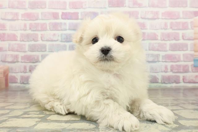 東京都のビションプー(ビションフリーゼ×プードル) (Coo&RIKU三軒茶屋店/2025年11月9日生まれ/男の子/クリーム)の子犬の3枚目の画像