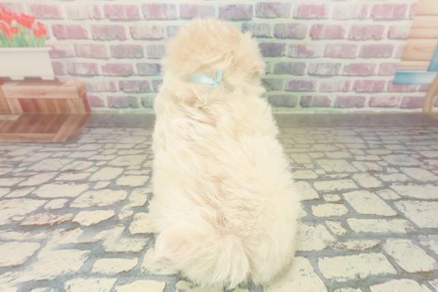 東京都のビションプー(ビションフリーゼ×プードル) (Coo&RIKU三軒茶屋店/2025年11月9日生まれ/男の子/クリーム)の子犬の4枚目の画像