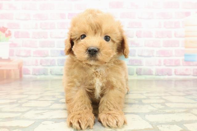 沖縄県のマルプー(マルチーズ×プードル) (Coo&RIKU石垣店/2025年11月9日生まれ/男の子/アプリコット)の子犬の1枚目の画像