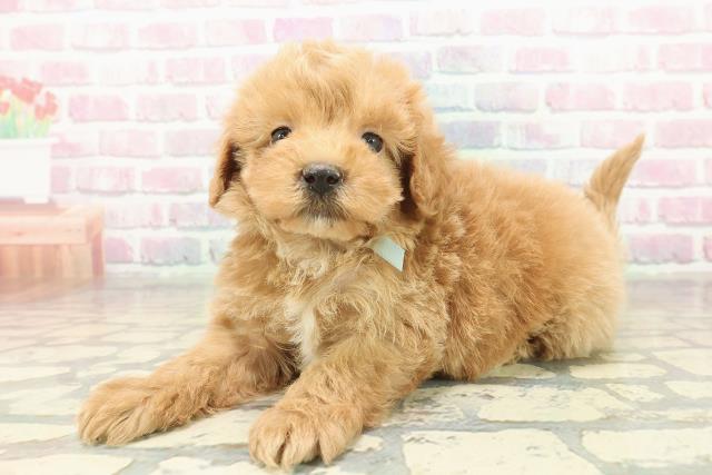 沖縄県のマルプー(マルチーズ×プードル) (Coo&RIKU石垣店/2025年11月9日生まれ/男の子/アプリコット)の子犬の2枚目の画像