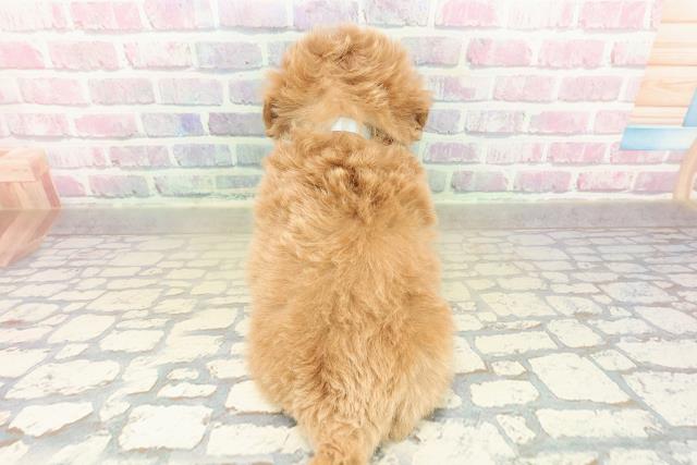 沖縄県のマルプー(マルチーズ×プードル) (Coo&RIKU石垣店/2025年11月9日生まれ/男の子/アプリコット)の子犬の4枚目の画像