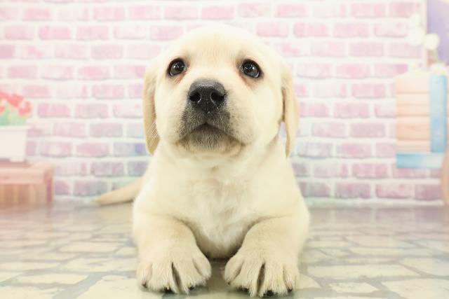 群馬県のラブラドールレトリーバー (Coo&RIKU伊勢崎店/2025年11月10日生まれ/女の子/イエロー)の子犬の1枚目の画像