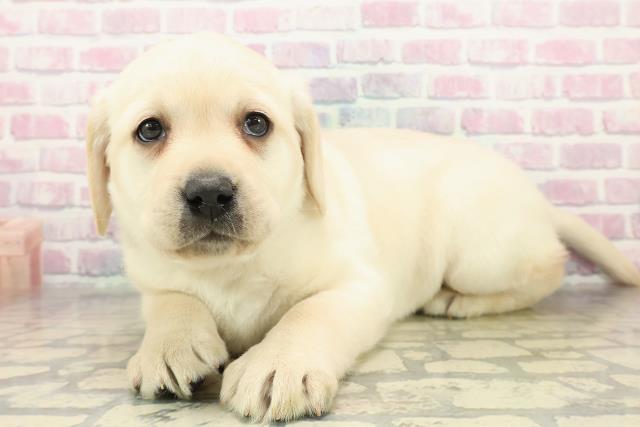 群馬県のラブラドールレトリーバー (Coo&RIKU伊勢崎店/2025年11月10日生まれ/女の子/イエロー)の子犬の2枚目の画像