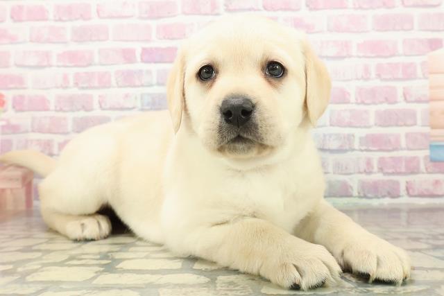 群馬県のラブラドールレトリーバー (Coo&RIKU伊勢崎店/2025年11月10日生まれ/女の子/イエロー)の子犬の3枚目の画像