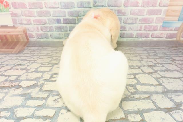 群馬県のラブラドールレトリーバー (Coo&RIKU伊勢崎店/2025年11月10日生まれ/女の子/イエロー)の子犬の4枚目の画像