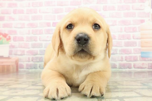 新潟県のラブラドールレトリーバー (Coo&RIKUイオンモール新発田店/2025年11月10日生まれ/男の子/イエロー)の子犬の1枚目の画像