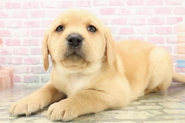 新潟県のラブラドールレトリーバー (Coo&RIKUイオンモール新発田店/2025年11月10日生まれ/男の子/イエロー)の子犬の2枚目の画像