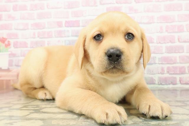 新潟県のラブラドールレトリーバー (Coo&RIKUイオンモール新発田店/2025年11月10日生まれ/男の子/イエロー)の子犬の3枚目の画像