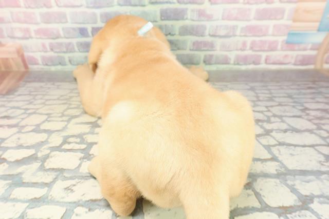 新潟県のラブラドールレトリーバー (Coo&RIKUイオンモール新発田店/2025年11月10日生まれ/男の子/イエロー)の子犬の4枚目の画像