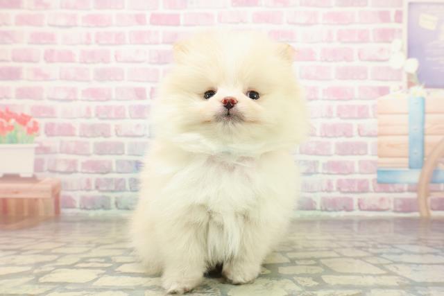 栃木県のポメラニアン (Coo&RIKUFKDインターパーク店/2025年11月7日生まれ/男の子/クリームホワイト)の子犬の1枚目の画像