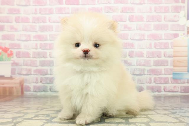 栃木県のポメラニアン (Coo&RIKUFKDインターパーク店/2025年11月7日生まれ/男の子/クリームホワイト)の子犬の2枚目の画像