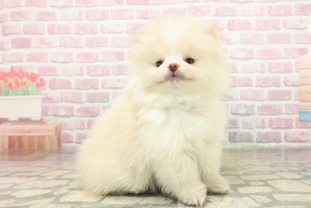 栃木県のポメラニアン (Coo&RIKUFKDインターパーク店/2025年11月7日生まれ/男の子/クリームホワイト)の子犬の3枚目の画像