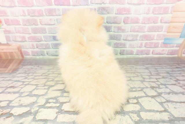 栃木県のポメラニアン (Coo&RIKUFKDインターパーク店/2025年11月7日生まれ/男の子/クリームホワイト)の子犬の4枚目の画像