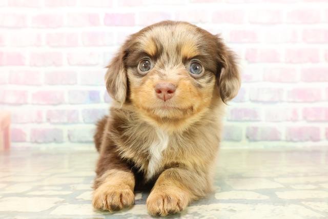 東京都のチワックス(チワワ×ダックス) (Coo&RIKU東久留米店/2025年11月6日生まれ/女の子/チョコレートダップル)の子犬の1枚目の画像